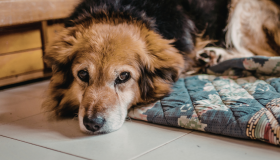 Novembro Azul: câncer de próstata afeta pets, com risco maior em cães