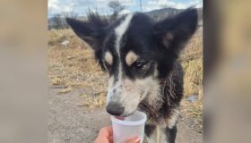 Cadela com sinais de maus-tratos e corte profundo no pescoço é resgatada em Bezerros, no Agreste