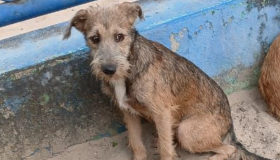 (ENCONTRADO) Cãozinho desaparecido: Teco foi visto pela última vez no Parcão Lagoa do Araçá 