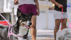 Cabo de Santo Agostinho realiza vacinação antirrábica neste sábado (8)