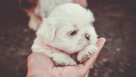 Problemas respiratórios em cães jovens podem indicar infecções graves