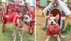 Shopping realiza evento de Natal para cães no Recife; no local também terá pets para adoção