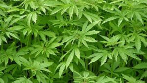 Pacientes ganham mais opções de medicamentos à base de Cannabis no país
