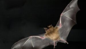 Cientistas identificam vírus muito similar ao da Covid-19 em morcegos no Laos