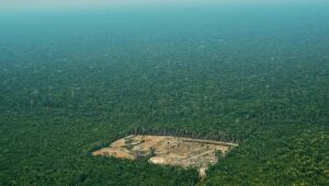 Sanções impostas pelo Ibama caem 60% em um ano, e especialistas alertam para apagão ambiental