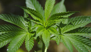 Comissão da Câmara adia votação de PL sobre uso medicinal da maconha