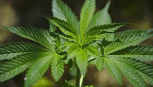 Brasil deveria discutir legalização da maconha baseada em evidências, diz epidemiologista