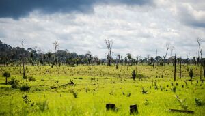 Quase 90% do desmatamento da Amazônia em Mato Grosso nos últimos 12 anos foi ilegal