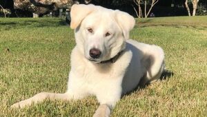 Ex-cachorro presidencial, Zeus incorpora nome que ganhou dos Bolsonaros