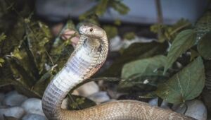 Rapaz picado por cobra naja tem alta e polícia segue investigação