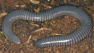 Espécie brasileira de cobra-cega tem glândulas de veneno similares às de serpentes