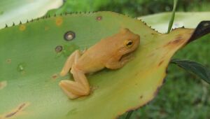Cientistas descobrem nova espécie de perereca-de-bromélia na Bahia