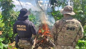Polícia erradica 538 mil pés de maconha no Sertão de Pernambuco