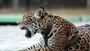 Relatório mostra falhas no combate ao tráfico de animais silvestres