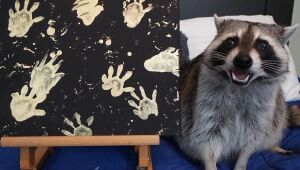 Guaxinins adotados viram artistas e lucram até R$ 800 por quadro