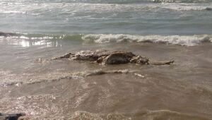 Baleia é encontrada morta na praia de Boa Viagem