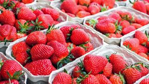 Agosto é tempo de morango na feira