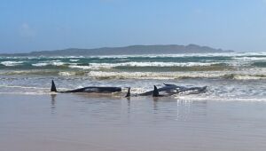 Centenas de baleias encalhadas são encontradas no sul da Austrália