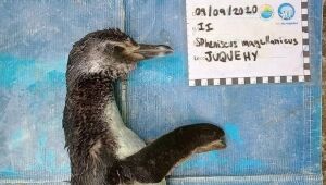 Pinguim é achado morto com máscara no estômago no litoral de SP