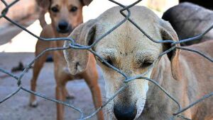 Jaboatão disponibiliza canal de denúncia contra maus-tratos a animais.