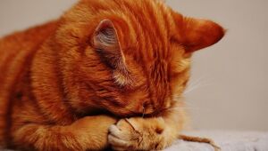 Depressão também pode afetar cães e gatos