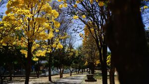 Estação das flores começa nesta terça-feira