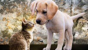 Por que os chamamos de Pets?