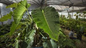 Inhotim lança exposição virtual com foco em seu jardim