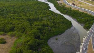 Justiça suspende revogação de normas de proteção a mangues e restingas