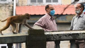 Milhares de macacos aterrorizam cidade turística indiana