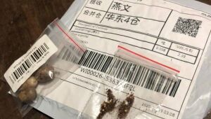 Embaixada chinesa vê indícios de fraude em etiquetas de sementes recebidas por brasileiros