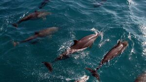 Entretenimento com animais silvestres traz riscos à saúde, diz ONG
