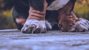 Homem é condenado a pagar 15 salários mínimos por maltratar cães em MG