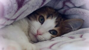Platinossomose felina: descubra o que é e quais são os riscos para os gatos