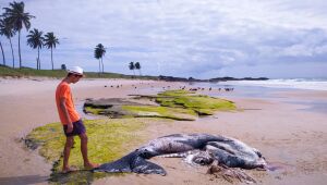 Filhote de baleia é achado morto na praia de Enseada dos Corais