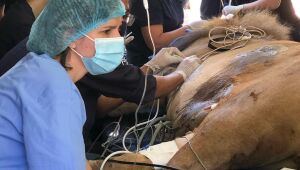 Único leão sobrevivente da tragédia de Vostok está com dois tumores na face