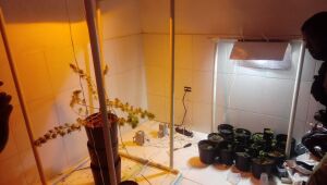 Polícia encontra cultivo residencial de maconha em Olinda