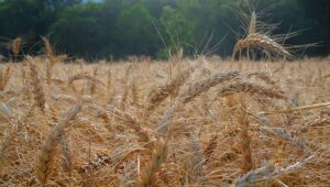 Corte em crédito rural no Orçamento de 2021 ameaça agricultura familiar