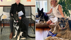 Membros da família Biden, cachorros Champ e Major são os novos mascotes da Casa Branca