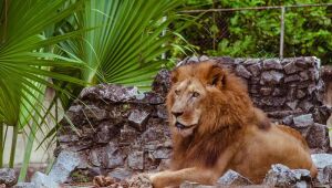 Morre de câncer Léo, leão do Parque Estadual de Dois Irmãos