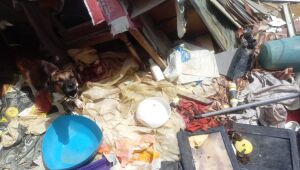 Idosa é presa em flagrante por maus-tratos a cães no Recife