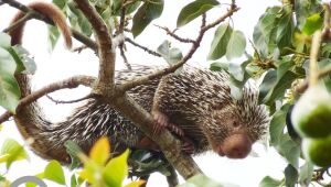 Ceará lança lista inédita de animais encontrados no estado