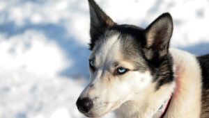 Primeiros seres humanos chegaram à América do Norte acompanhados de cães, afirmam cientistas