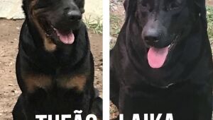 Cães aproveitam portão elétrico aberto e fogem, na Madalena; família busca informações