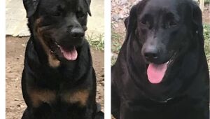Cães 'abrem' portão elétrico e fogem, na Madalena; família busca informações