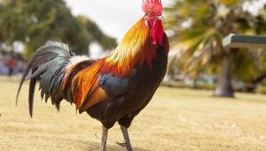 Galo que era preparado para briga ilegal, na Índia, mata o próprio dono