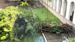Cai árvore centenária do Imip por causa das fortes chuvas