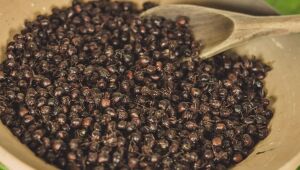 Tem formiga no prato: o sucesso das tanajuras e outros insetos na culinária