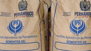 Agricultores familiares do Agreste recebem sementes de milho, sorgo e feijão