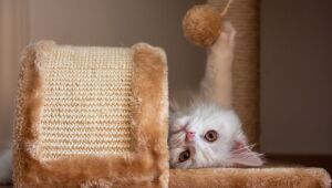 Conheça opções para estimular o entretenimento dos gatos em casa
